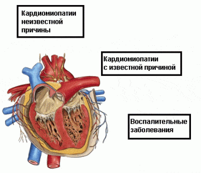 Масштабы сердца охарактеризовывает длина